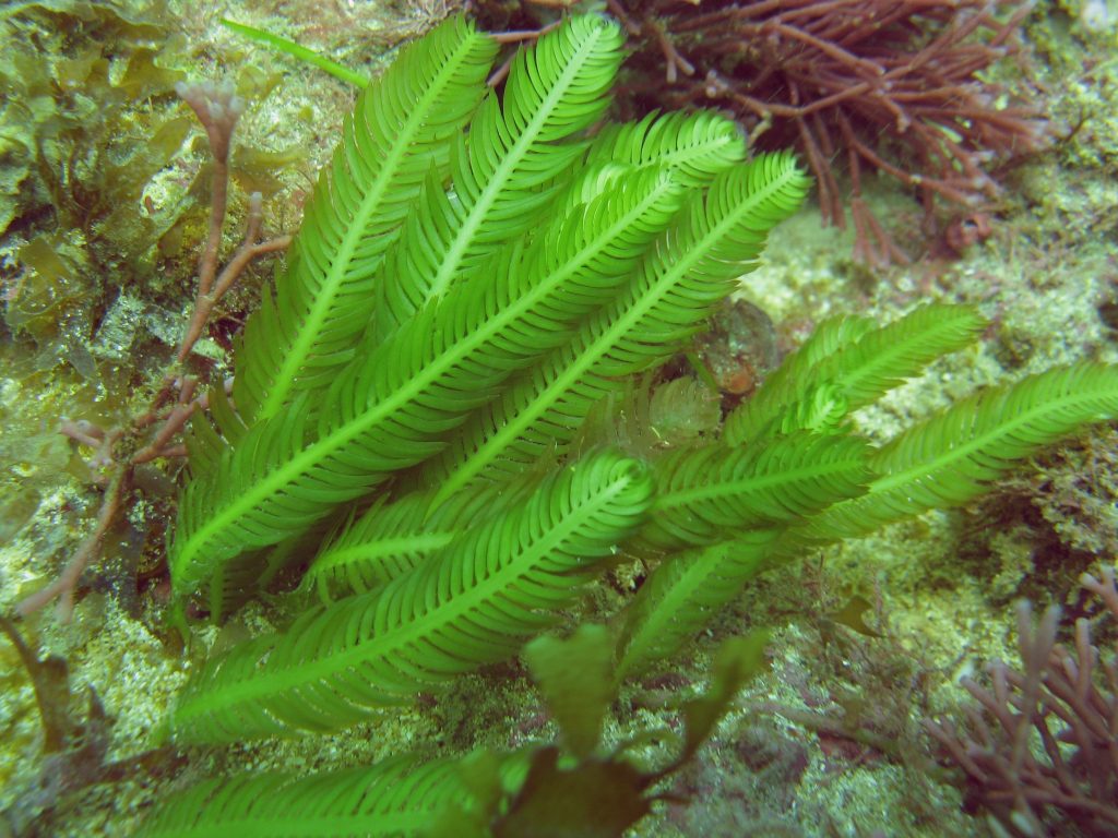 Chlorophyta
