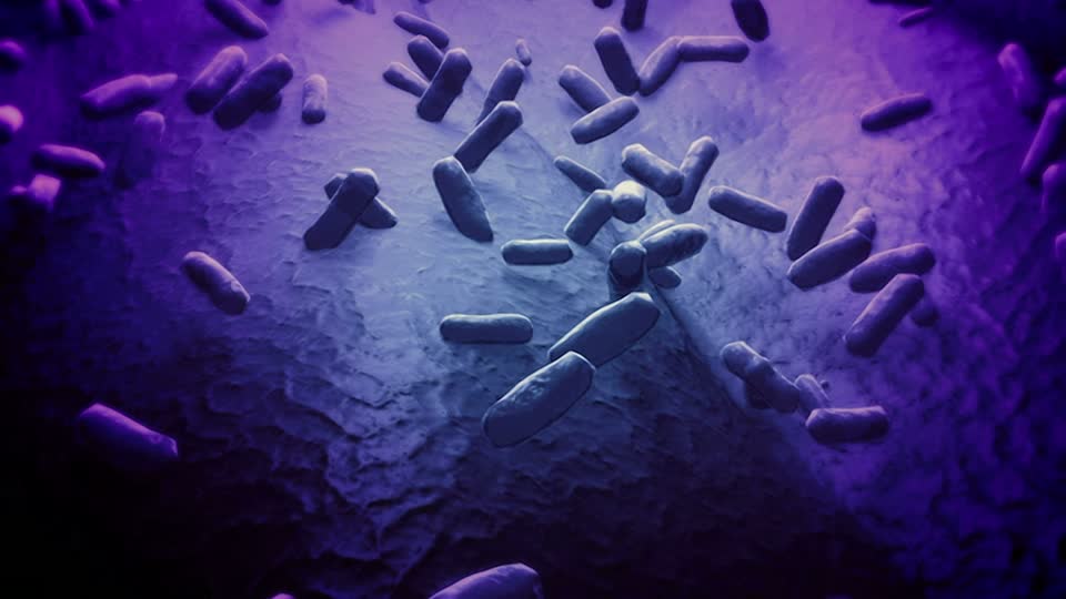 Bacillus Coagulans