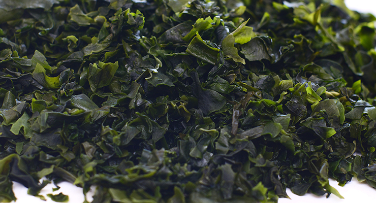 Wakame Extract