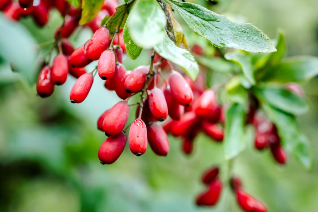 Berberine