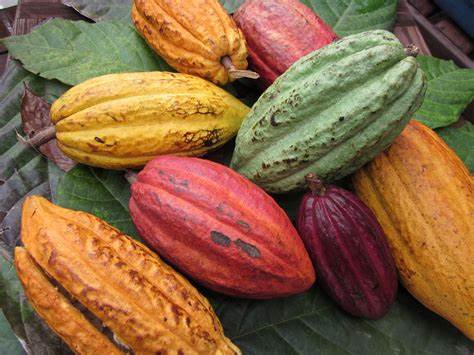 Theobroma Cacao