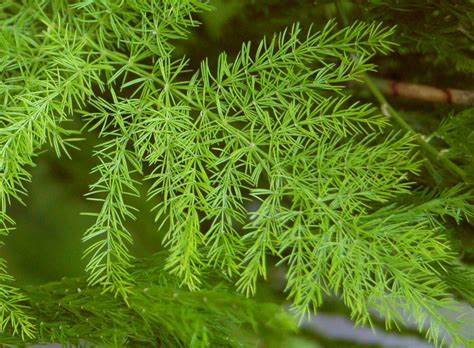 Asparagus Racemosus Extract: