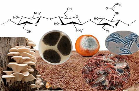 Chitosan