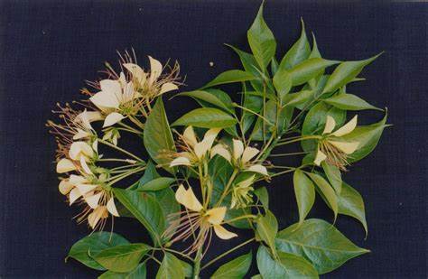 Crataeva Nurvala
