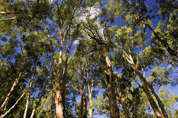 Tea Tree Oil
