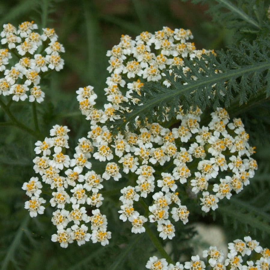 Yarrow Herb
