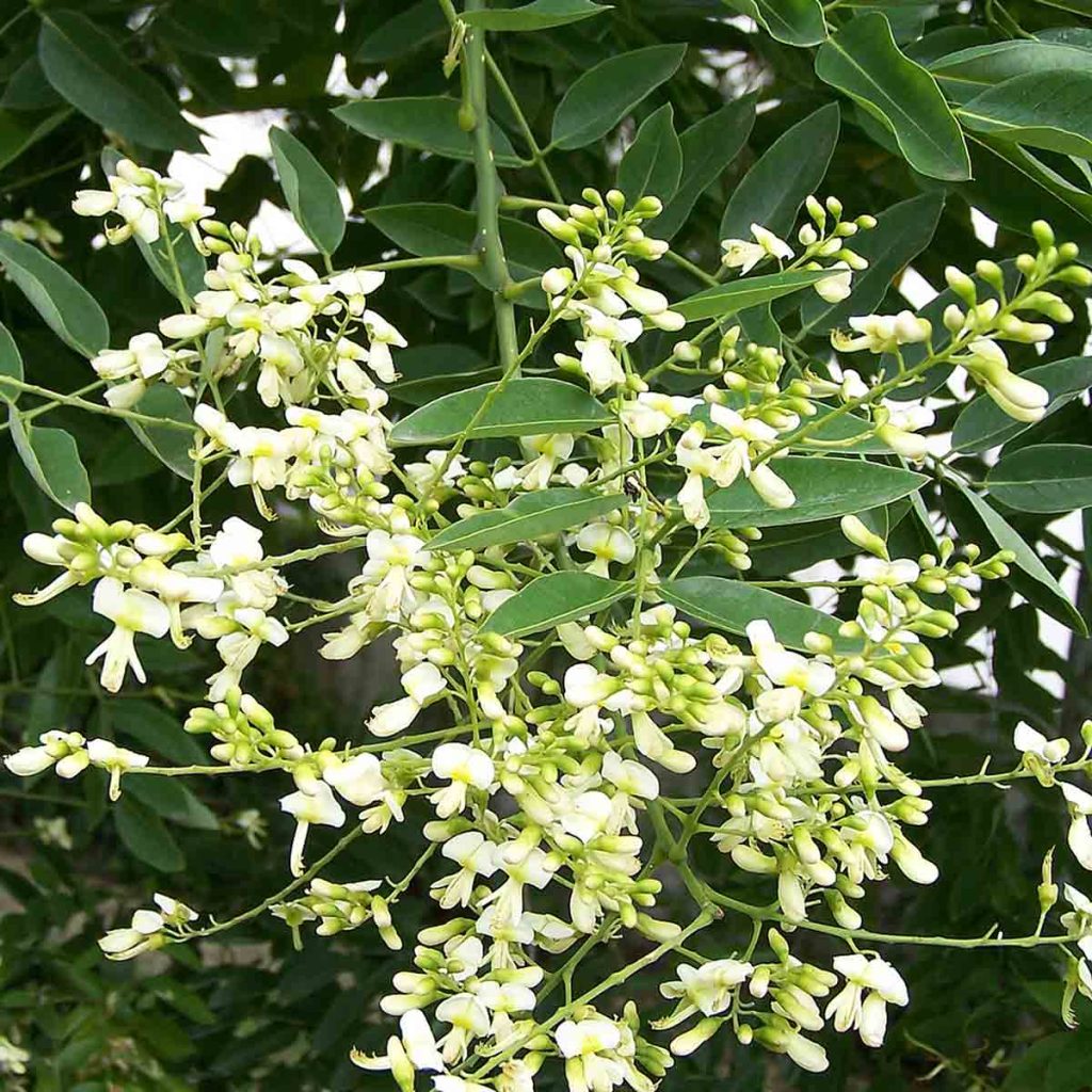 Sophora Japonica