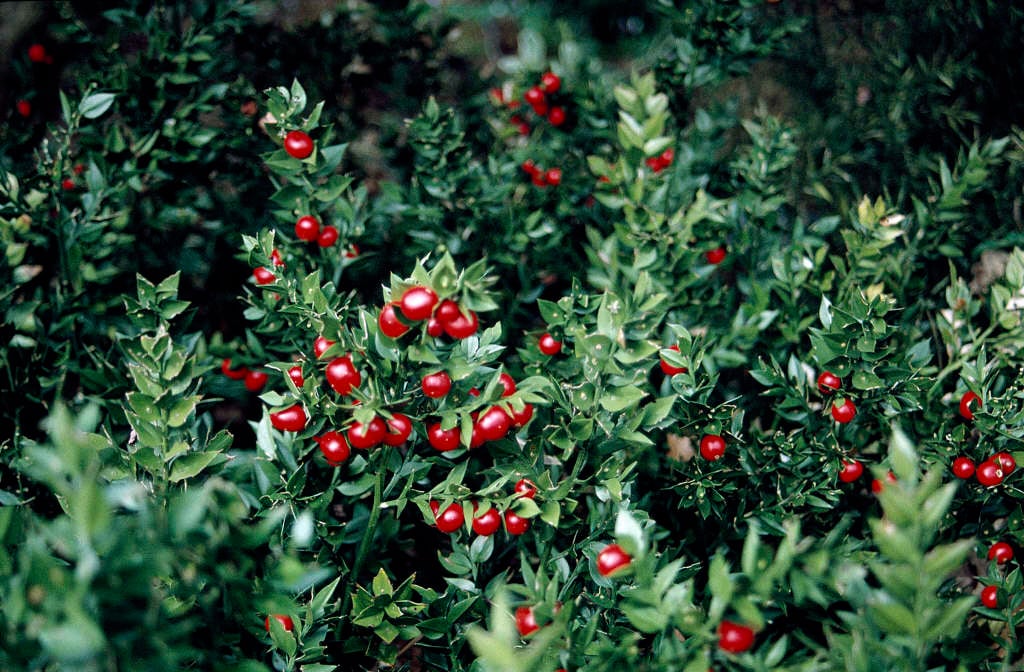 Butcher’s Broom
