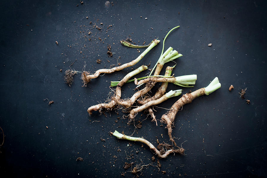 Alfalfa Root