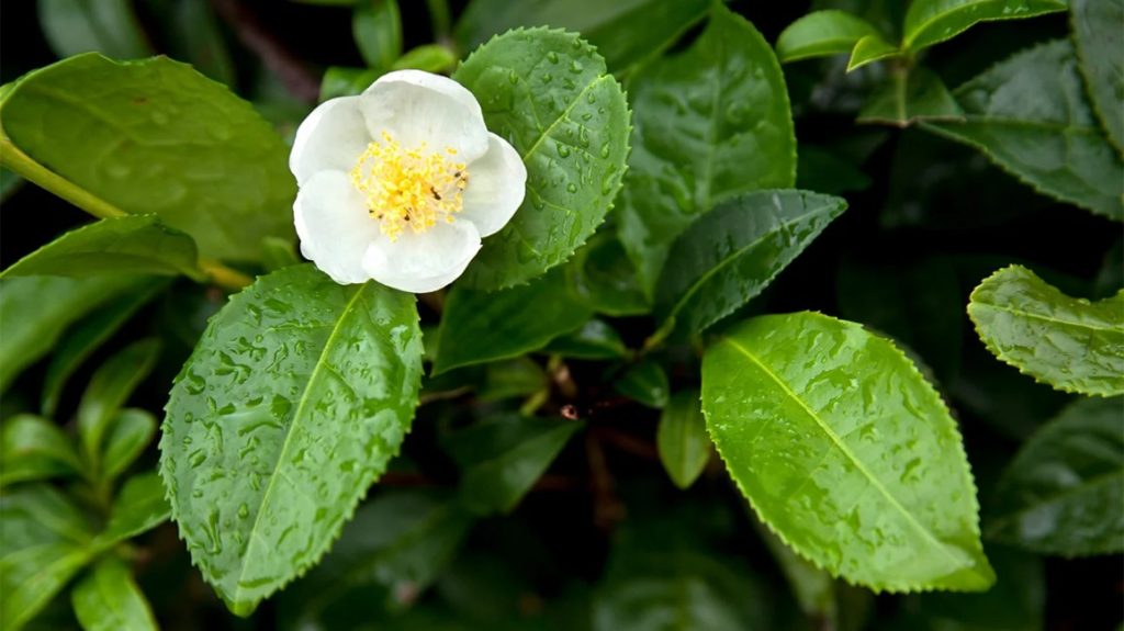 Camellia Sinensis