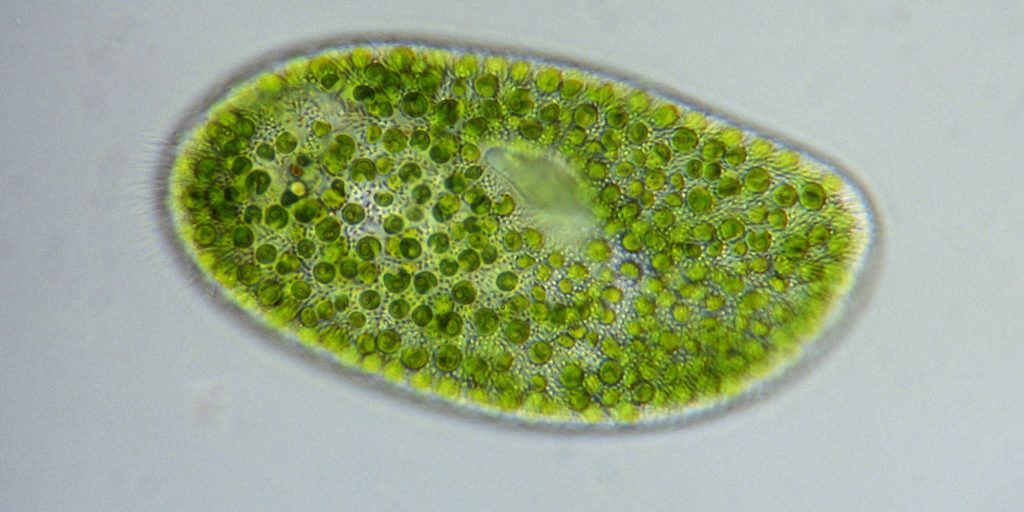 Chlorella