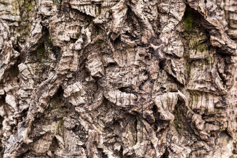 Amur Cork Bark