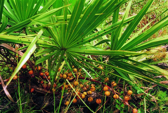 Saw Palmetto