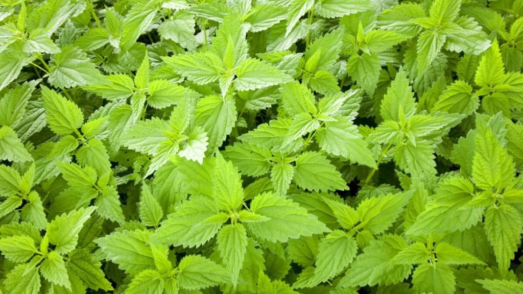Nettle Root