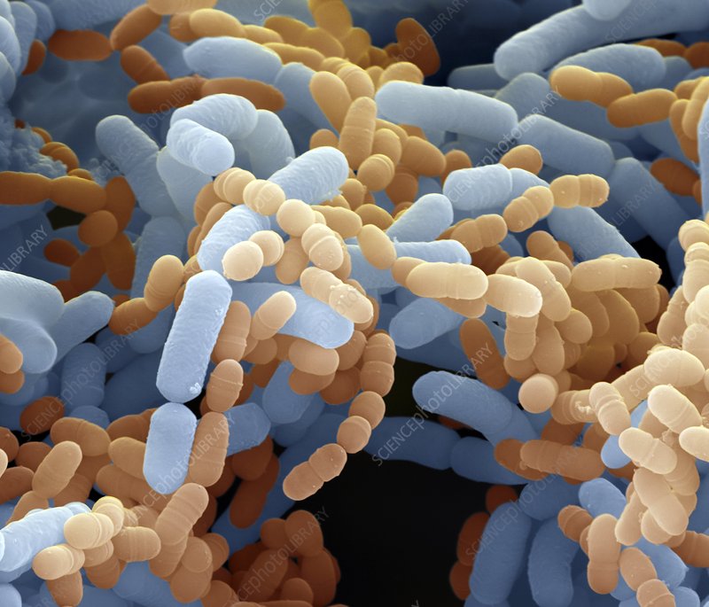 Lactobacillus Paracasei
