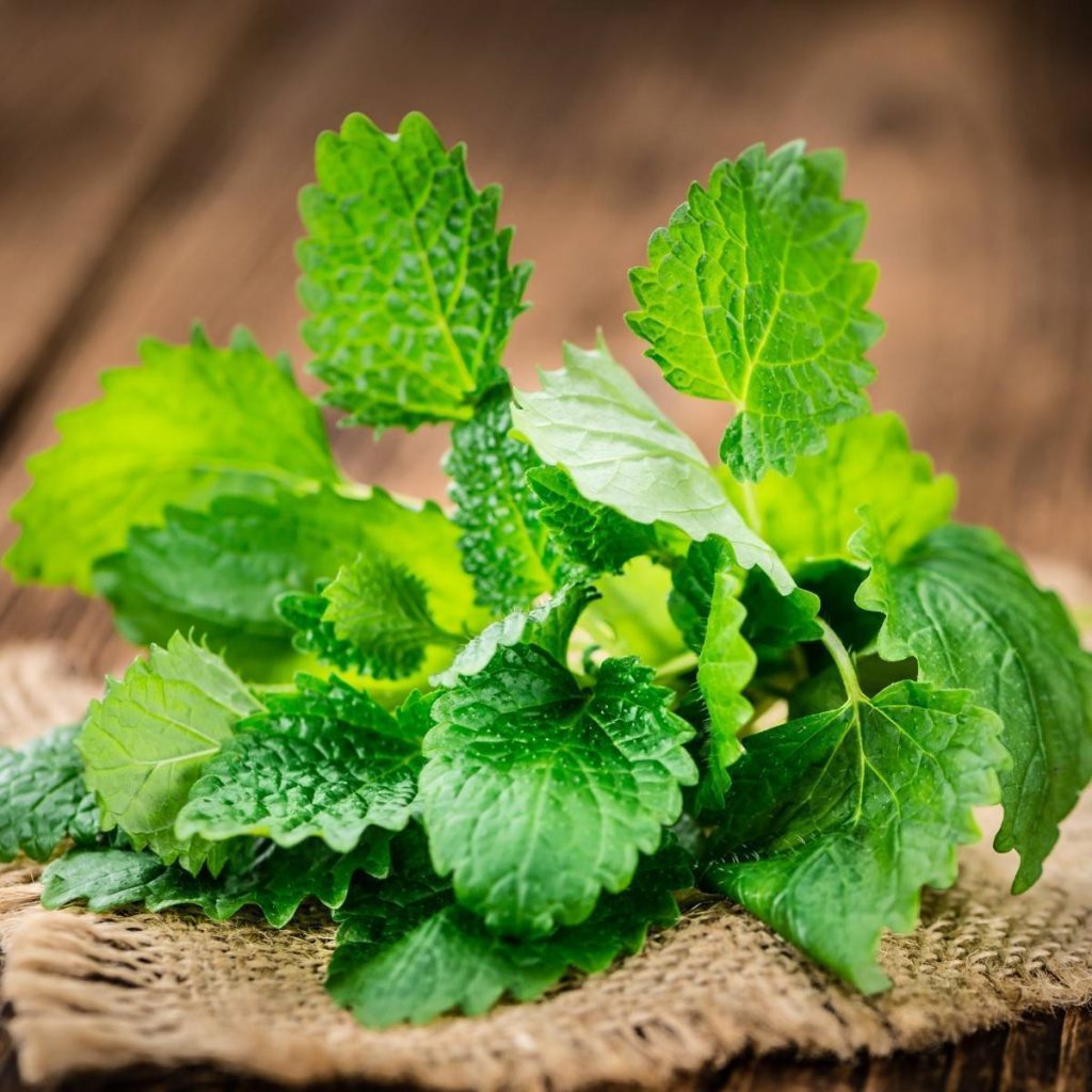 Lemon Balm