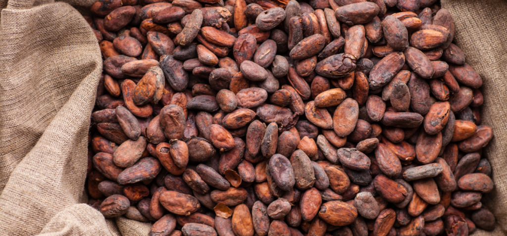 Cocoa Bean 