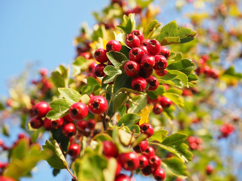 Hawthorn berry