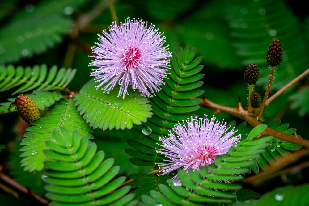 Mimosa Pudica