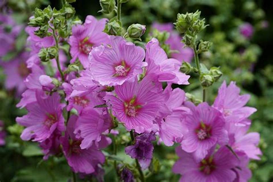Mallow Flowers
