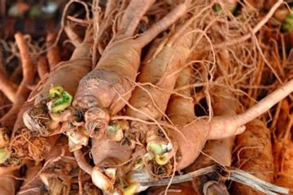 Eleuthera Root
