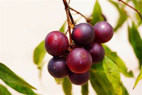 Camu Camu