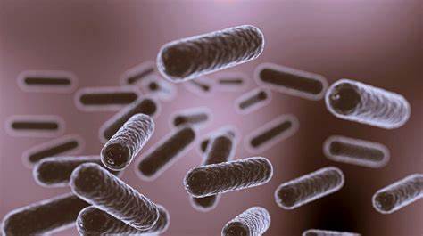 Lactobacillus Acidophilus