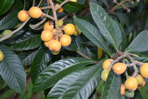 Loquat leaf, derived from the Eriobotrya japonica tree, has been a staple in traditional Chinese medicine for centuries. Known for its therapeutic properties, the leaf is often used to make herbal teas and extracts believed to support respiratory health, reduce inflammation, and regulate blood sugar levels. Rich in antioxidants and bioactive compounds such as triterpenes and flavonoids, loquat leaf may help protect the body from oxidative stress and chronic disease. While modern research is still emerging, early studies suggest promising health benefits, making loquat leaf a natural remedy worth exploring.