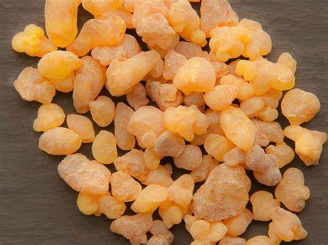 Indian Frankincense