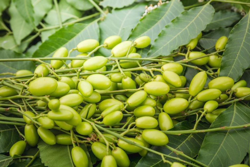 NEEM