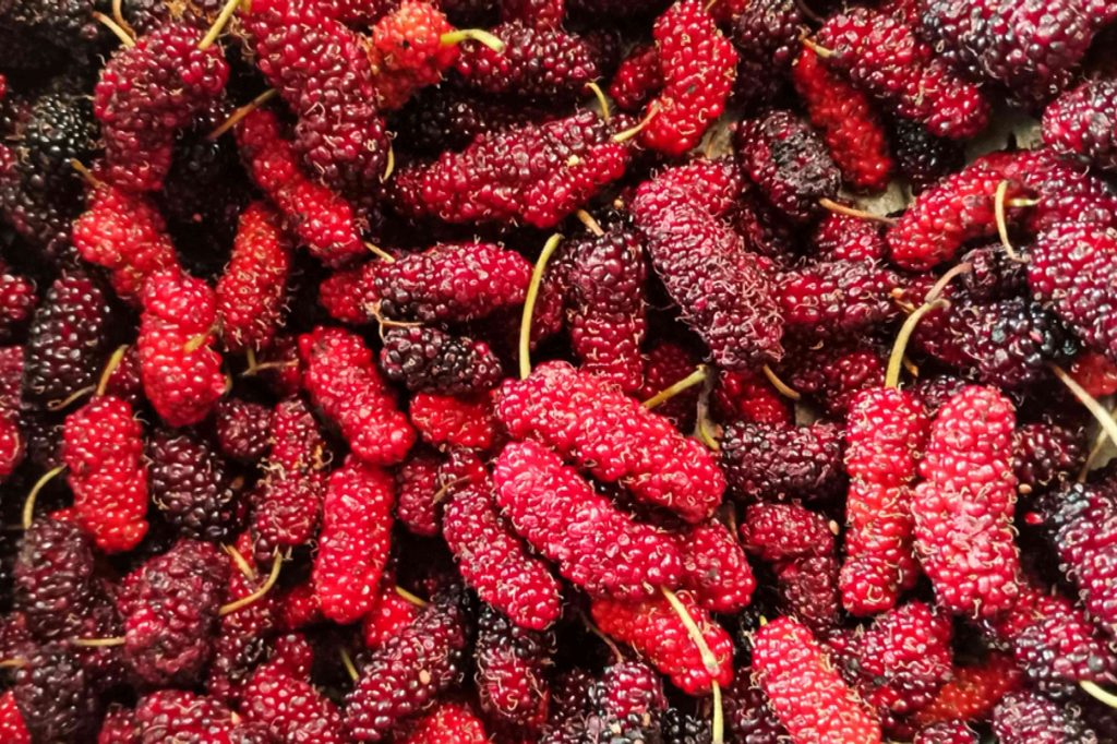 Mulberry Fruit