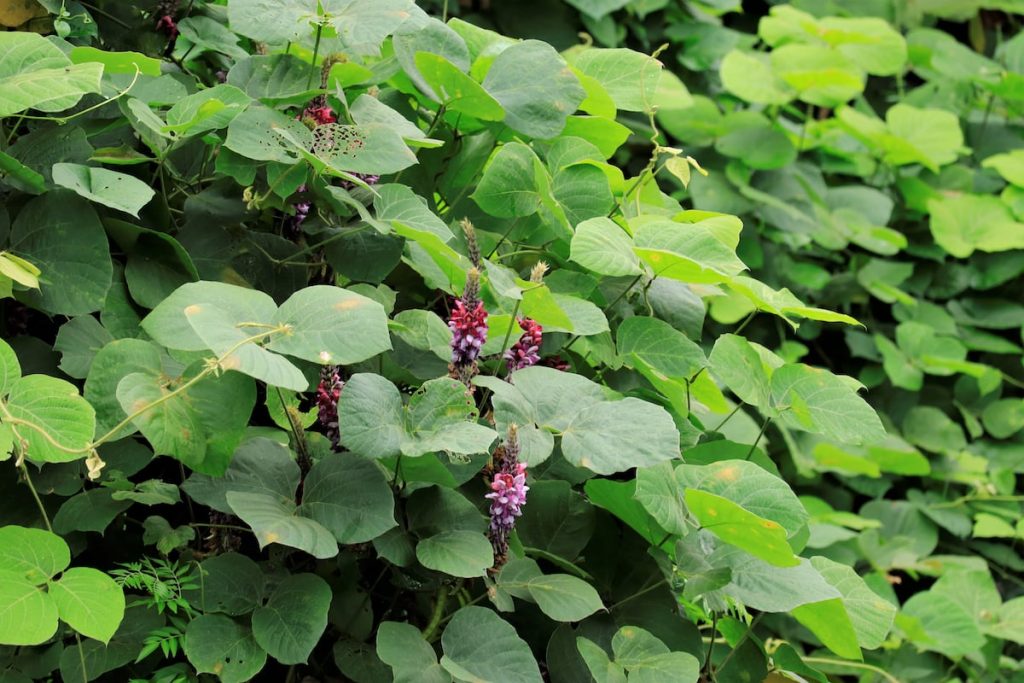 Kudzu