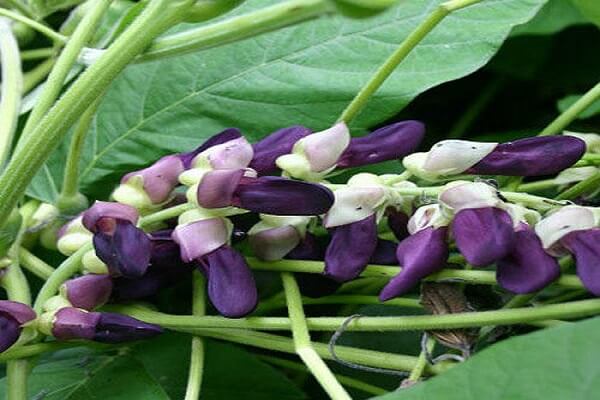 L-Dopa Bean