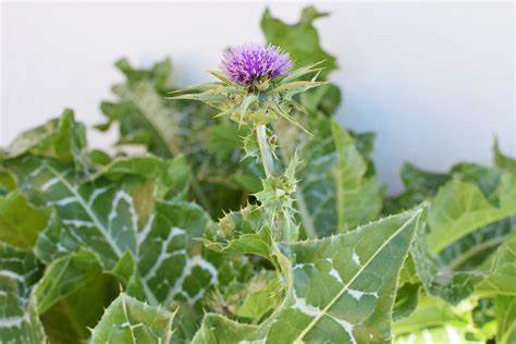 Milk Thistle